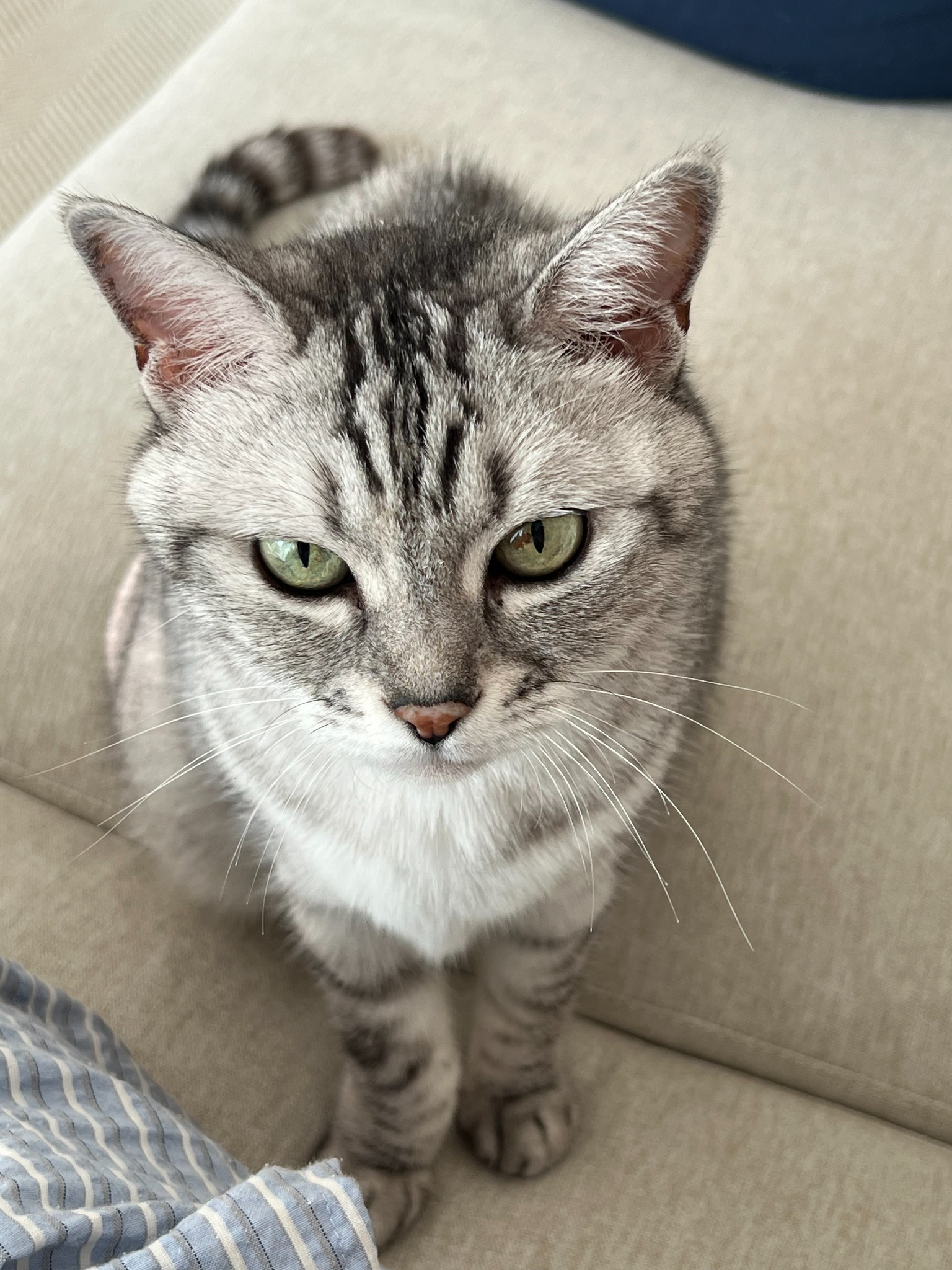 Real gray tabby cat photographed at home