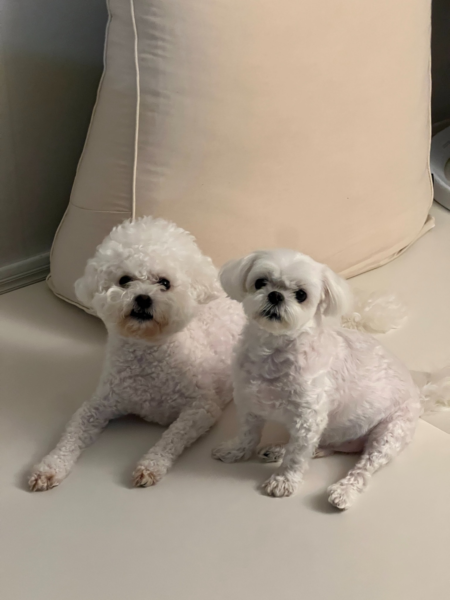 Two real white dogs on a sofa